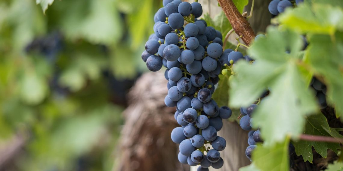 grapes, grapevines, vineyard-7157943.jpg
