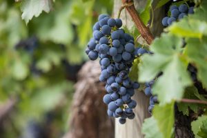 grapes, grapevines, vineyard-7157943.jpg