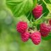 branch of ripe raspberries in garden with green blurred background