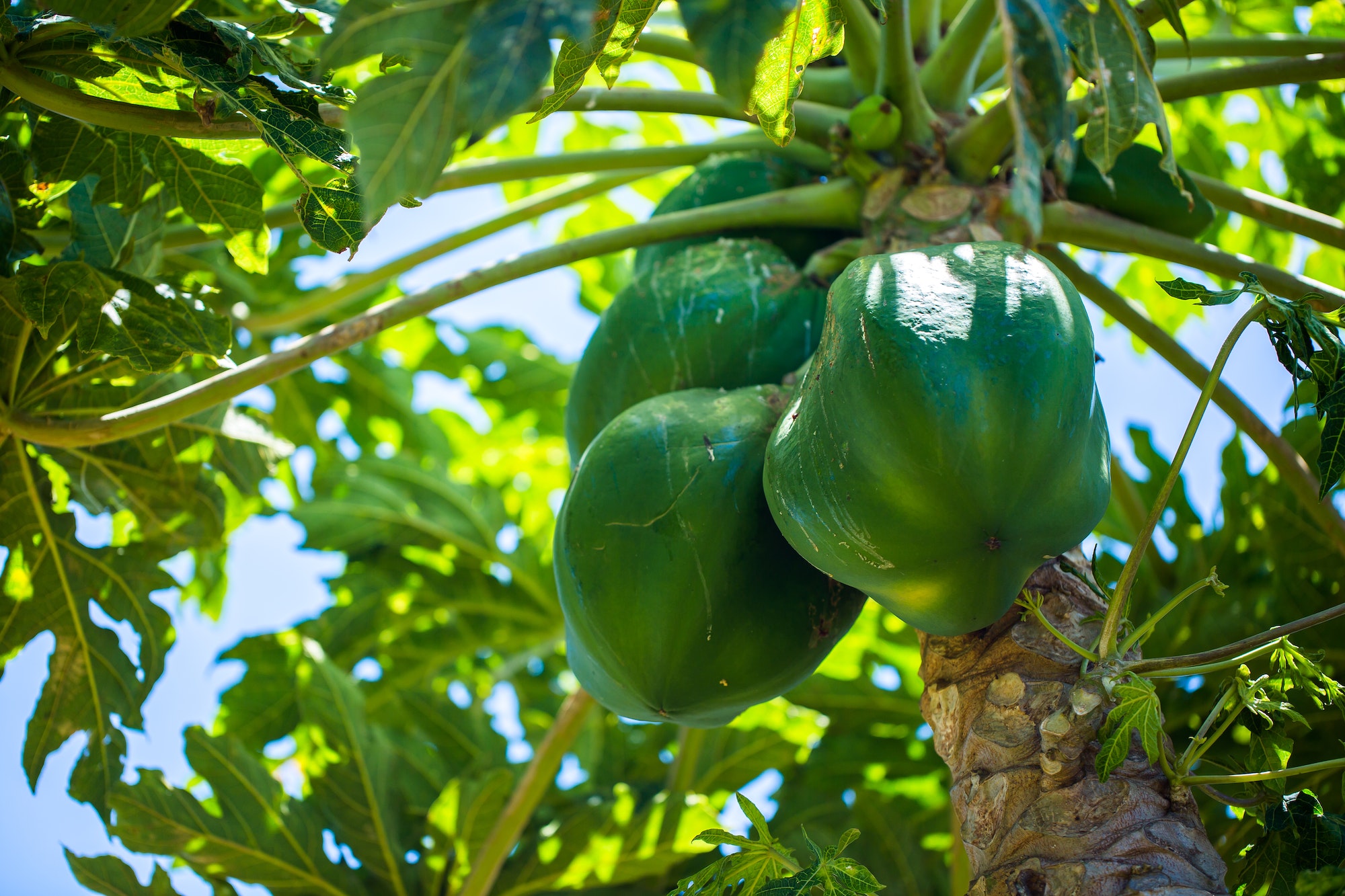 Green coconuts grow on a palm tree.