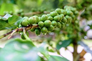 Green coffee berry