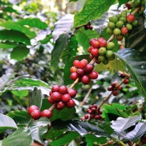 red coffee beans on coffee tree