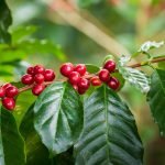 FutureCeuticals broadens its range of Coffeeberry extracts.