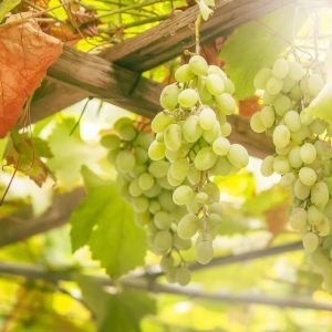 Green grapes on the vine, white wine variety in the vineyard, summer natural background
