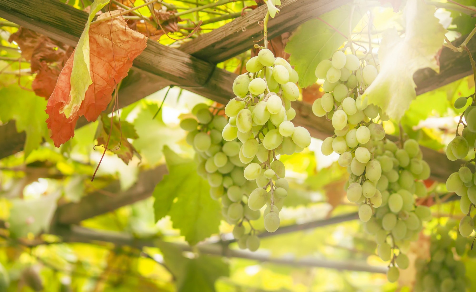 Green grapes on the vine, white wine variety in the vineyard, summer natural background