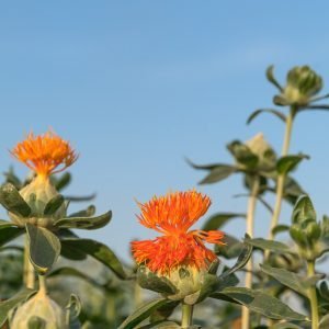 Safflower has begun to bloom-13