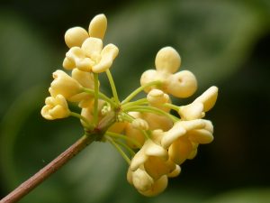 Macro shot of a yellow osmanthus flower on a blurred green background