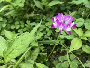 A beautiful pink flower named astragalus smicus in spring among lots of green leaves. milk vetch.