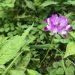 A beautiful pink flower named astragalus smicus in spring among lots of green leaves. milk vetch.