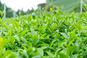 Green Tea plant