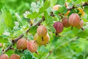 Gooseberry. Fresh and ripe berries gooseberries on branch gowin