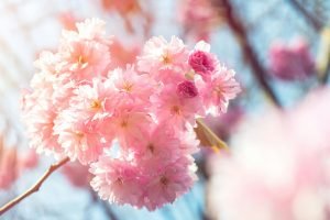 Sakura flowers, cherry blossom