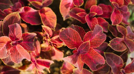 Red foliage of the Coleus plant close-up, top view, natural background